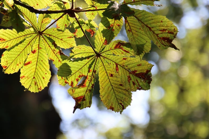 Autumn Fashion